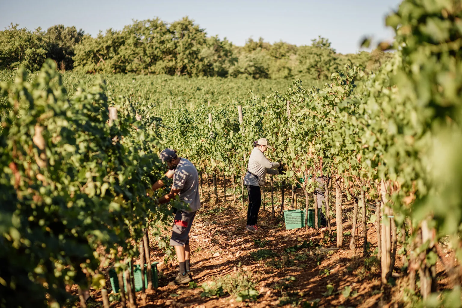 виноробня та винний салон