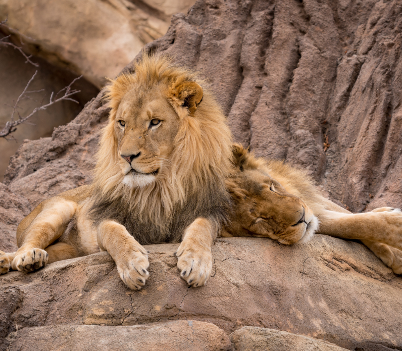 lwy na safari