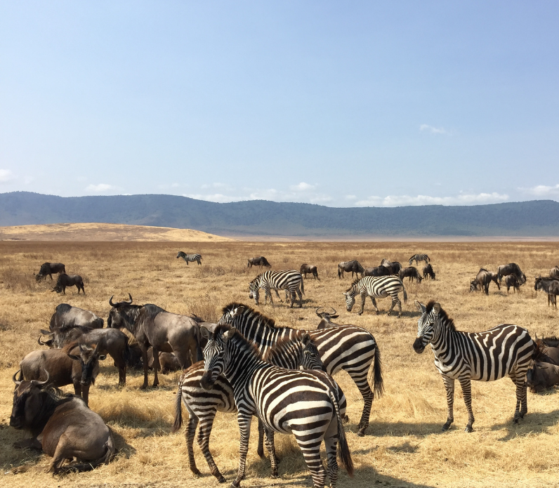 zebry na safari w ngorongoro