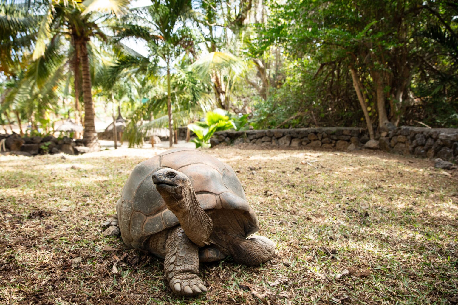 shangri la le touessrok mauritius tortoise cove 1