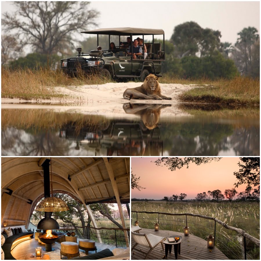 sandibe okavango safari lodge botswana lew, widok na zachód słońca na safari