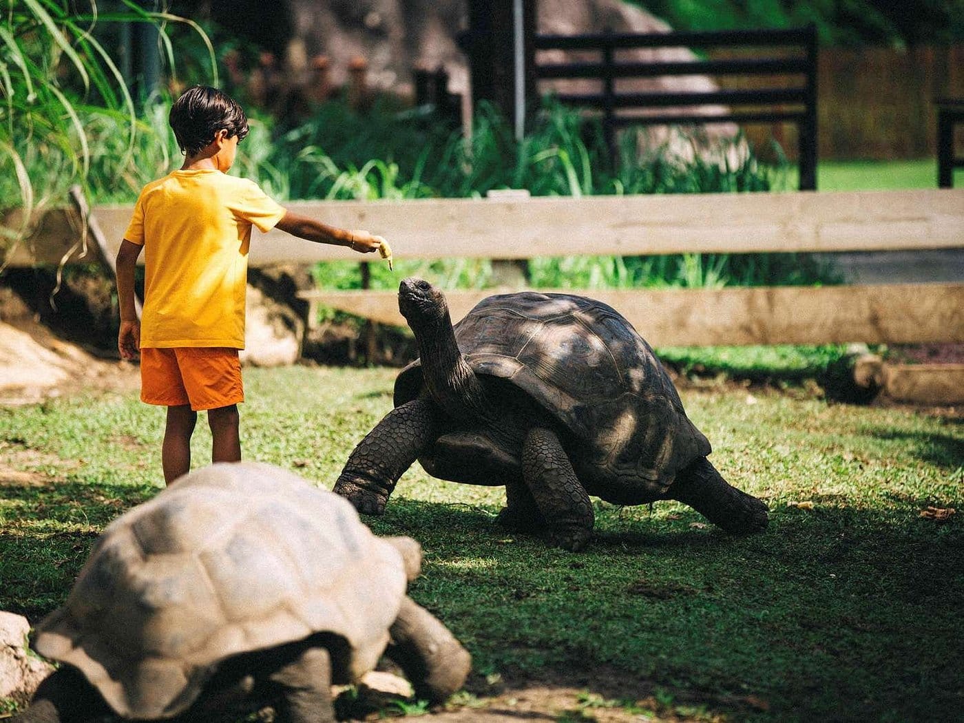 raffles seychelles spotkanie z żółwiami