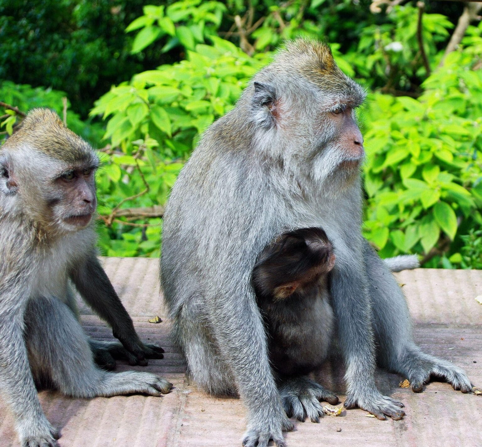 16-str-dolne-Bali-Monkey-family-1.jpg