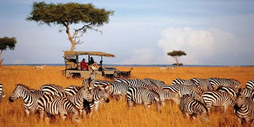 Saruni Wild Zebra Safari