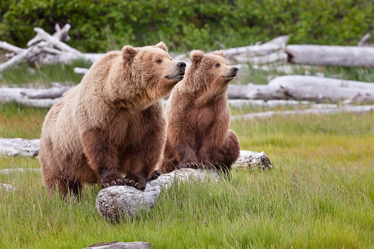 4-wyprawy-usa-bears.jpg
