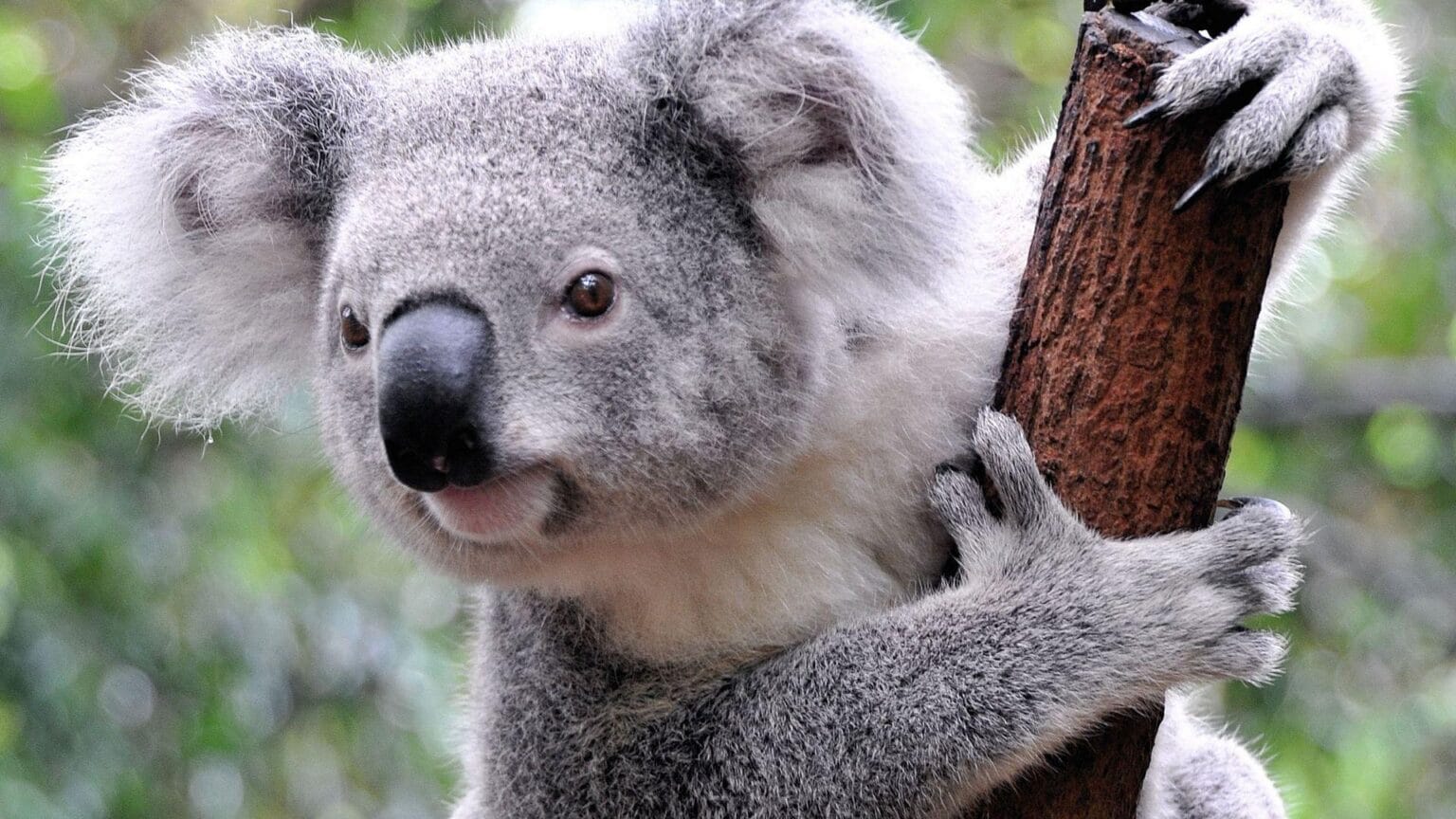 45-doln-lub-44-srodek-Koala.jpg