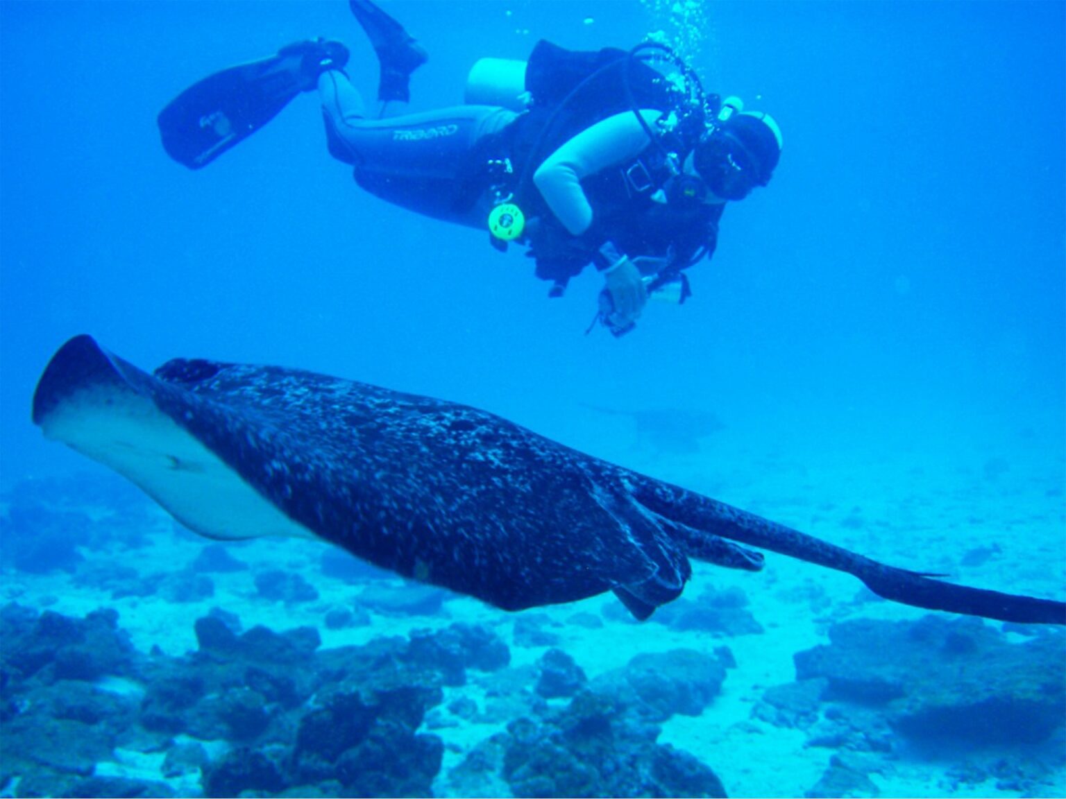 61620348-H1-Diving_with_Mantas.jpg