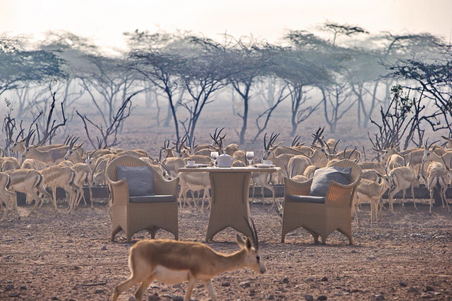 64827950-H1-breakfast_with_gazelles.jpg