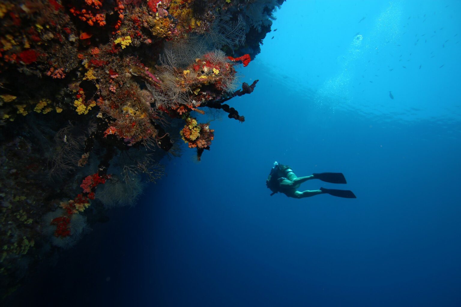 69298153-H1-House_reef_diving.jpg