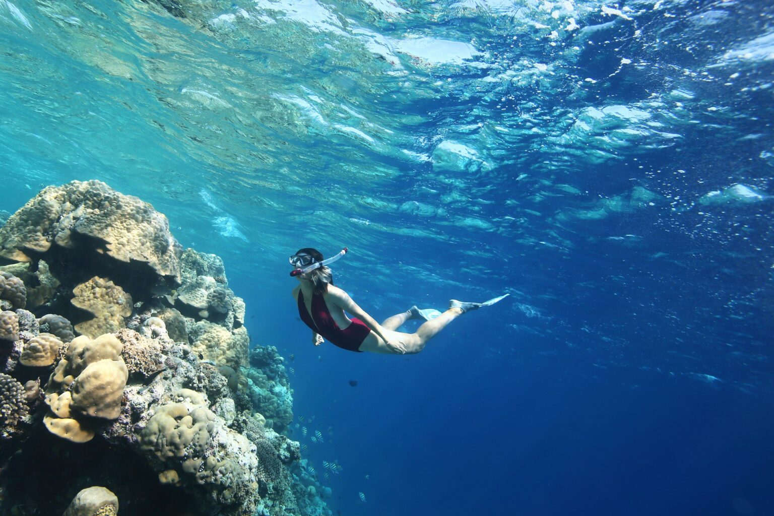 69298161-H1-House_reef_snorkelling.jpg