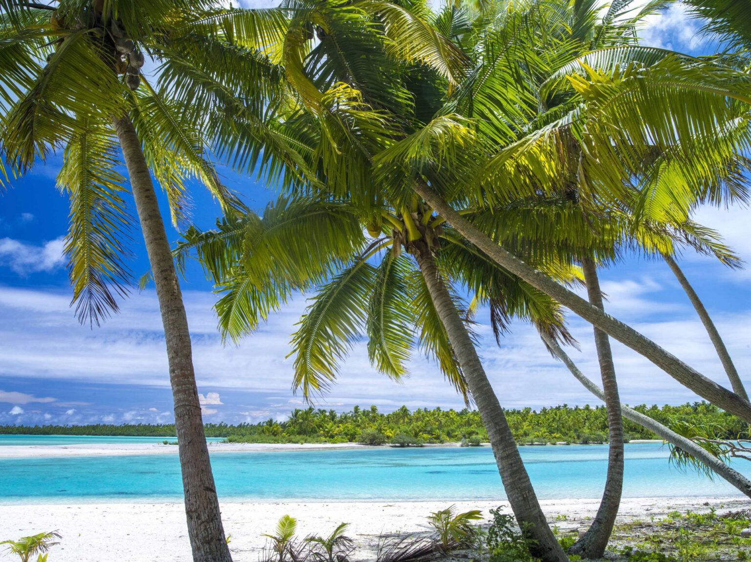 92257590-H1-Pacific_Resort_Aitutaki_-__Palm_Tree_Paradise.jpg