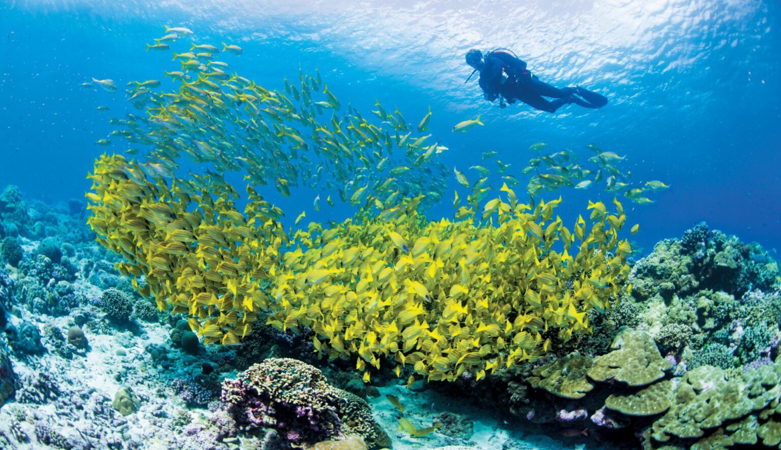 zdjęcie żółtej rafy koralowej w oceanie w tle pływa nurek
