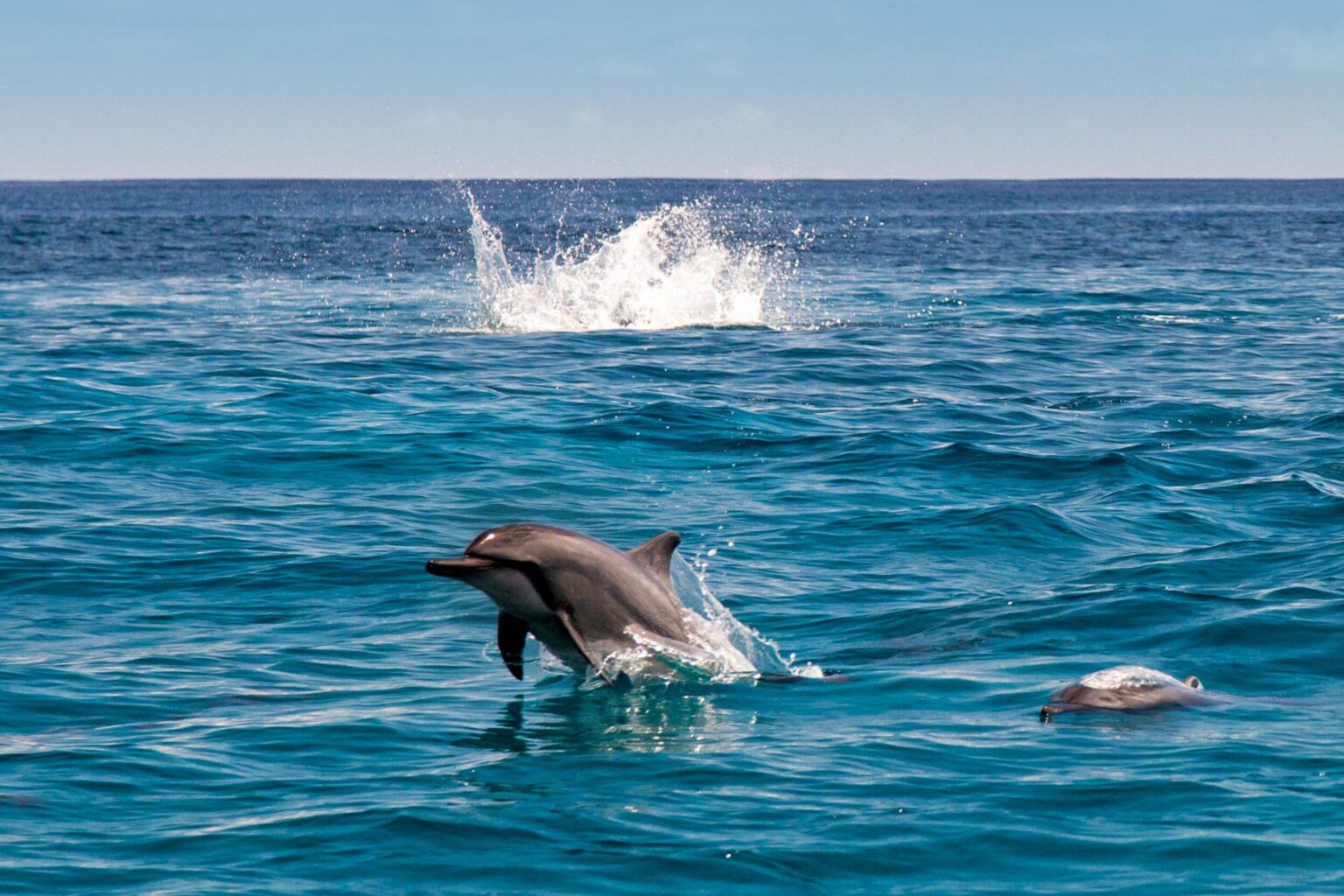 delfiny wychodzące z wody
