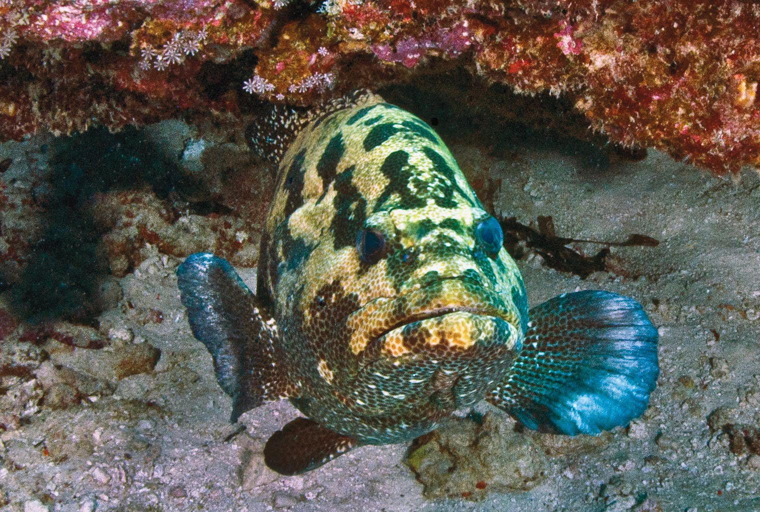 zdjęcie ryby z rafy koralowej o zielonym kolorze i niebieskim umarszczeniu