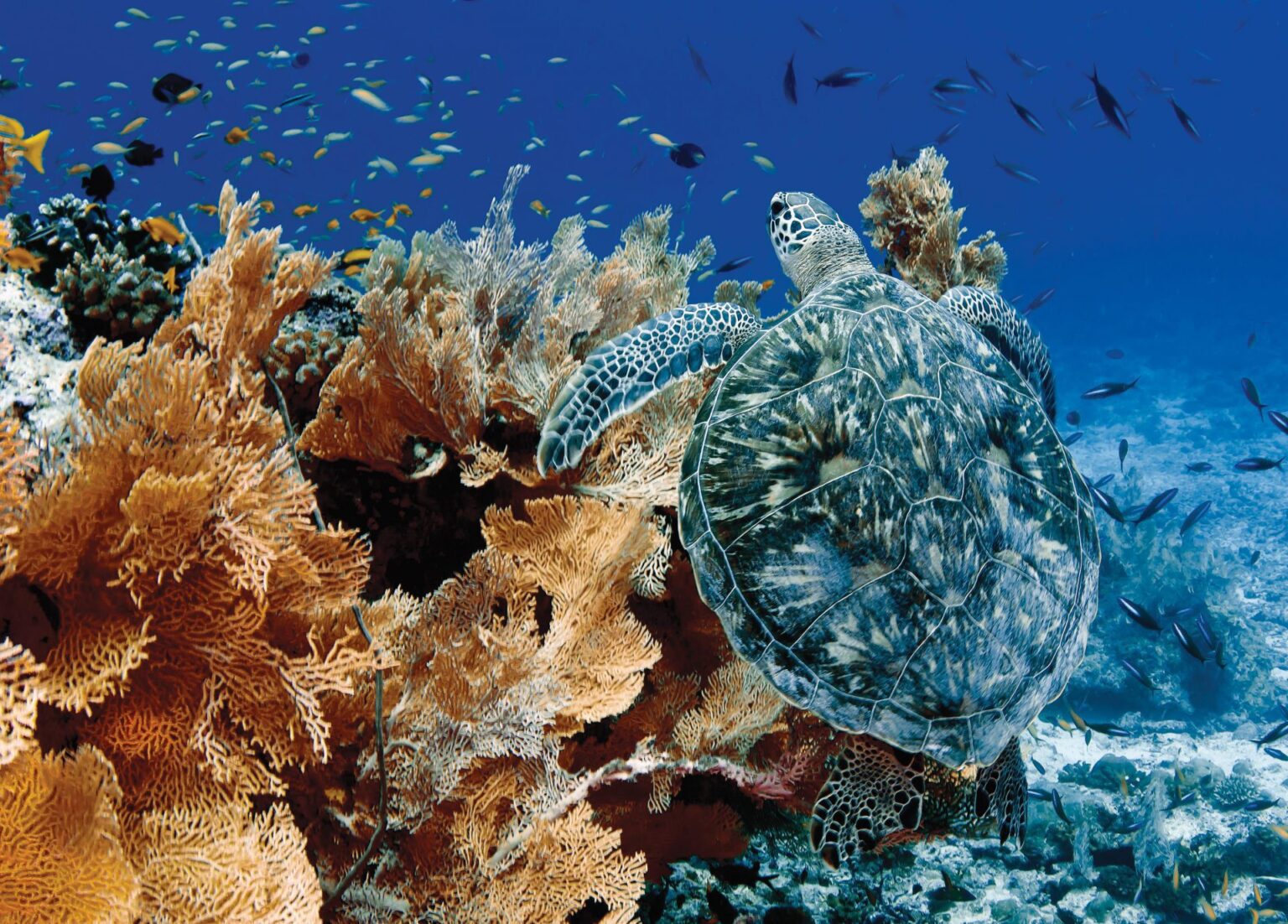 zdjęcie rafy koralowej