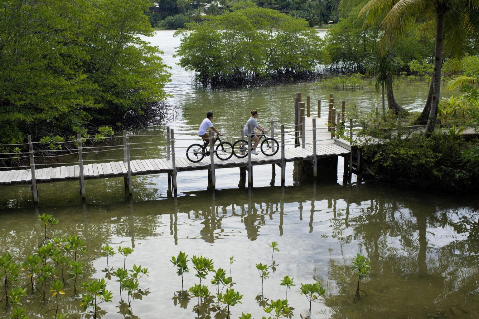 Bike-on-mangrove-by-Antonina-Gern.jpg