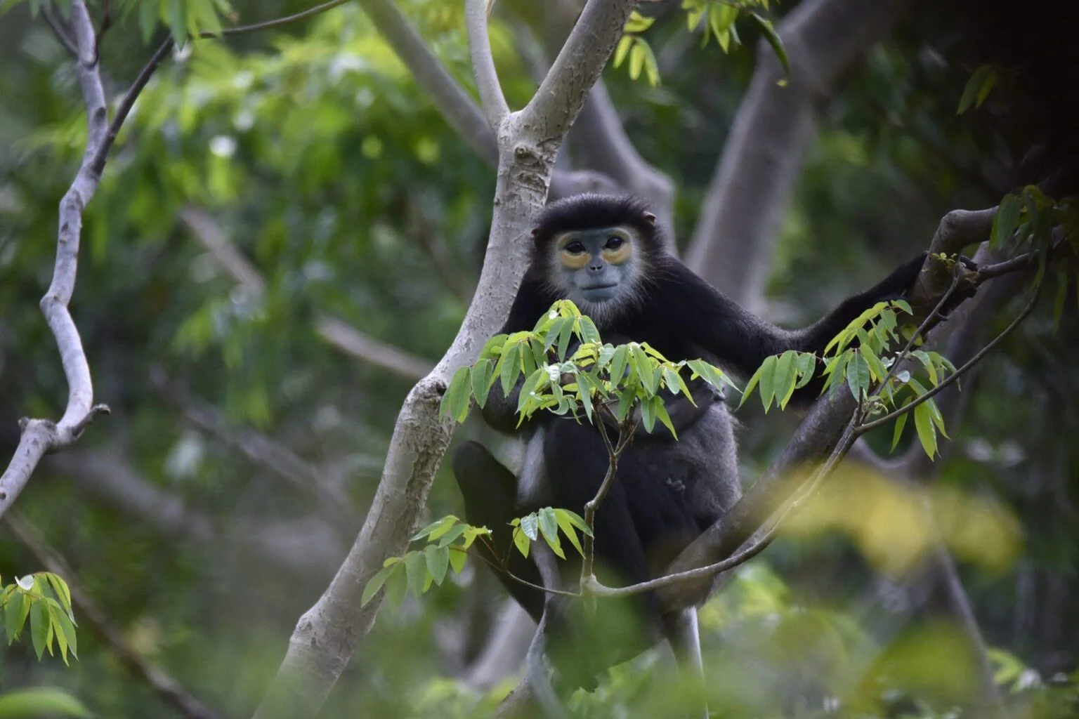 Black-shanked-langur-2.jpg