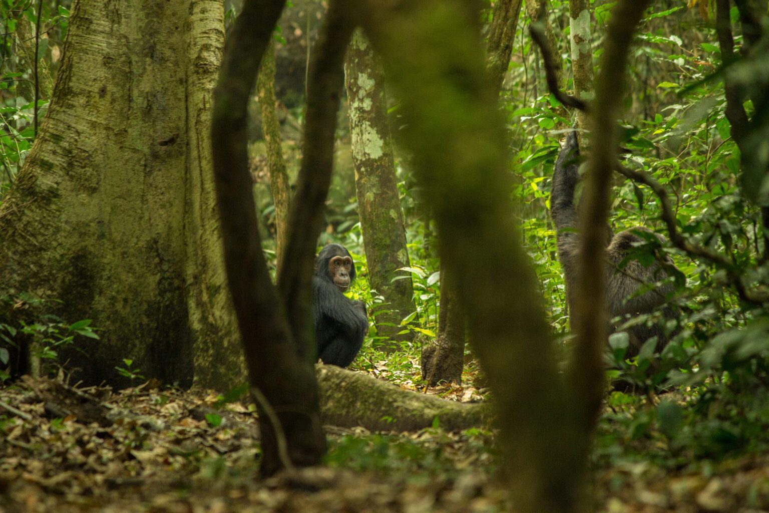 Chimp-trekking-Budongo-Forest.jpg