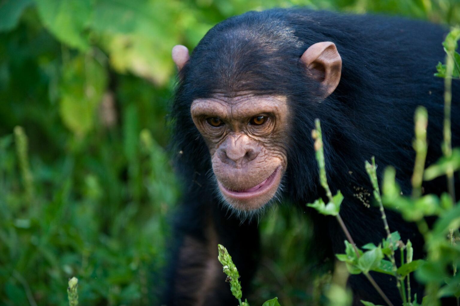 Chimp2.jpg