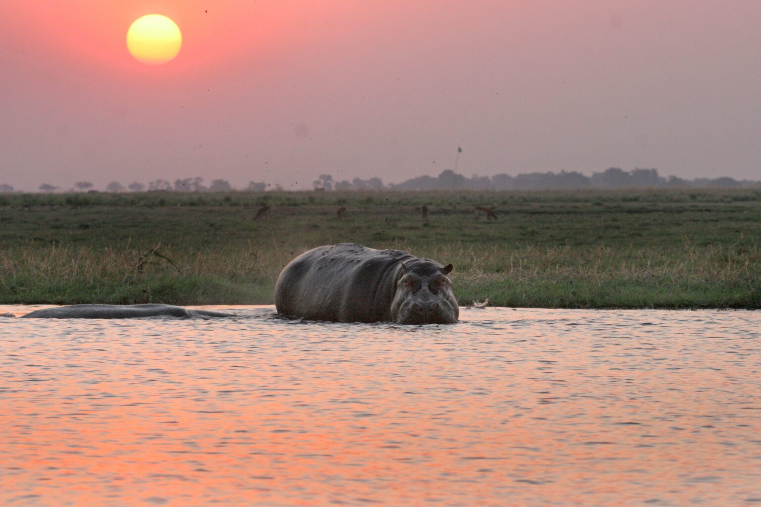 Chobe-28.jpg