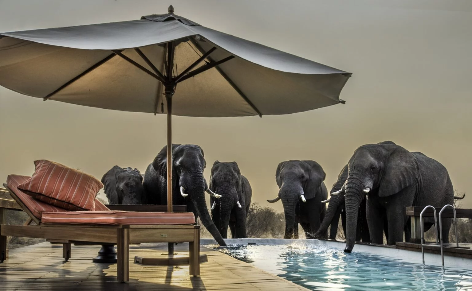 Elephants-Sunlounger-Fire-Season.jpg