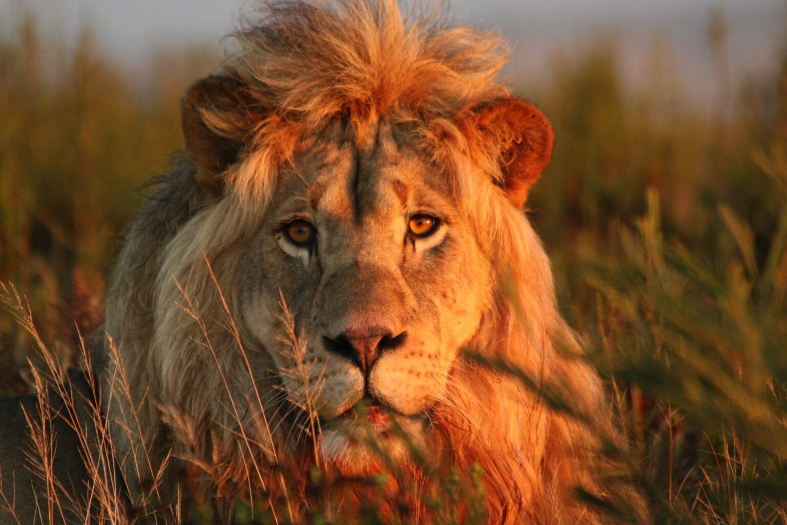 Gondwana-21.jpg