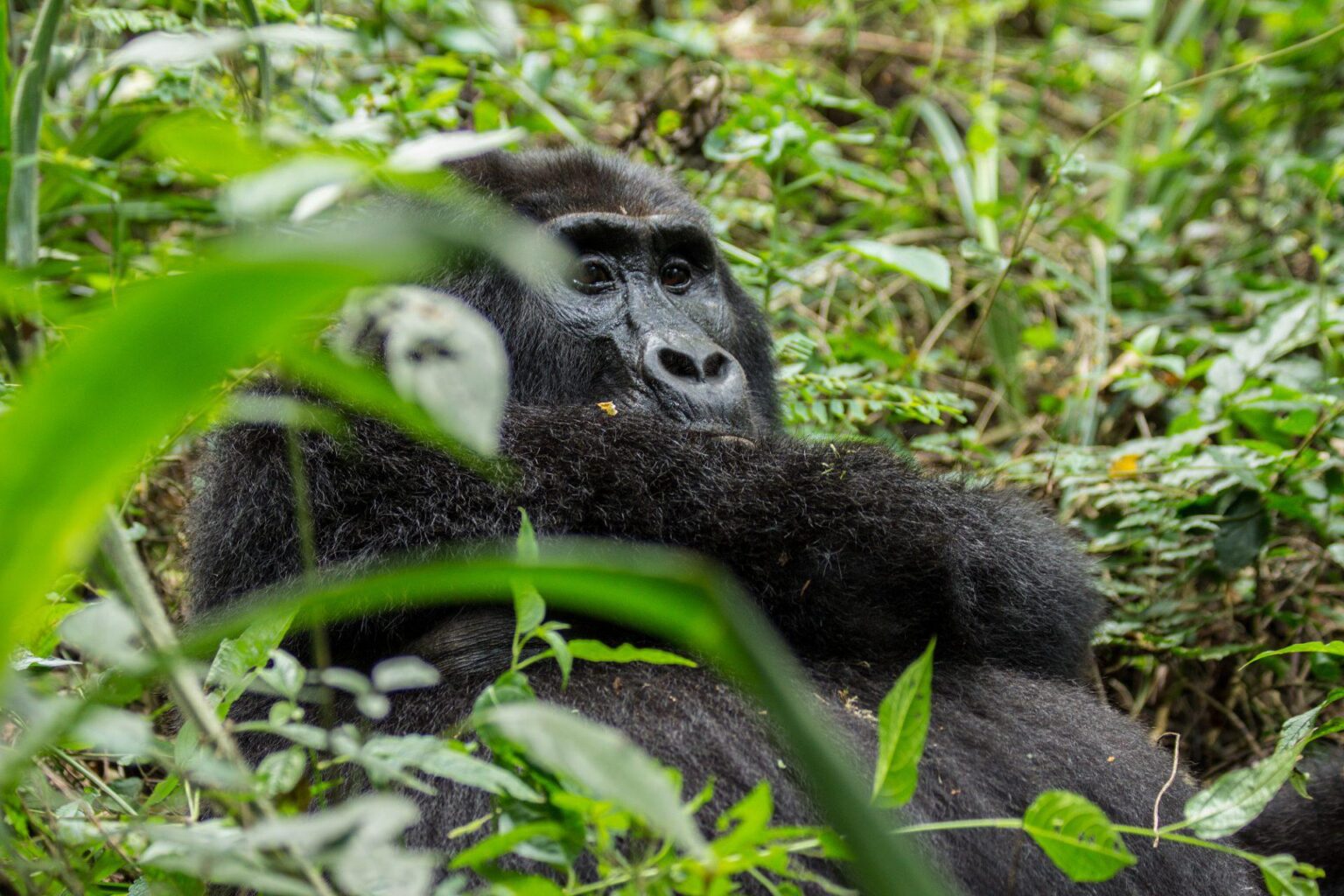 Gorilla-trekking-Bwindi-INP.jpg