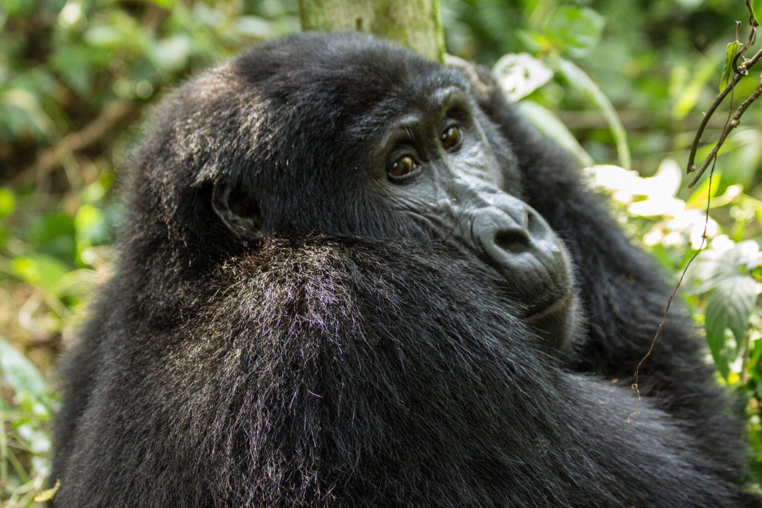 Gorilla_Uganda.jpg