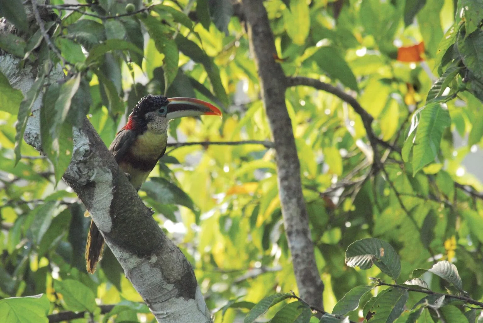 INKATERRA-RESERVA-AMAZONICA.jpg