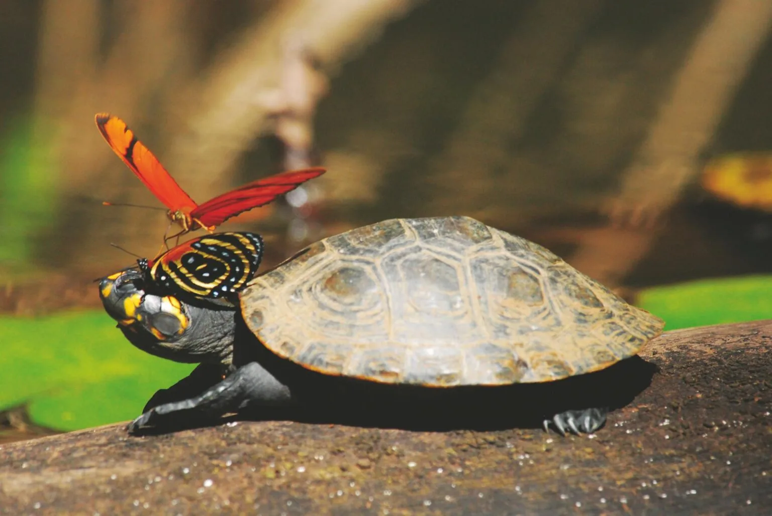 INKATERRA-RESERVA-AMAZONICA1.jpg