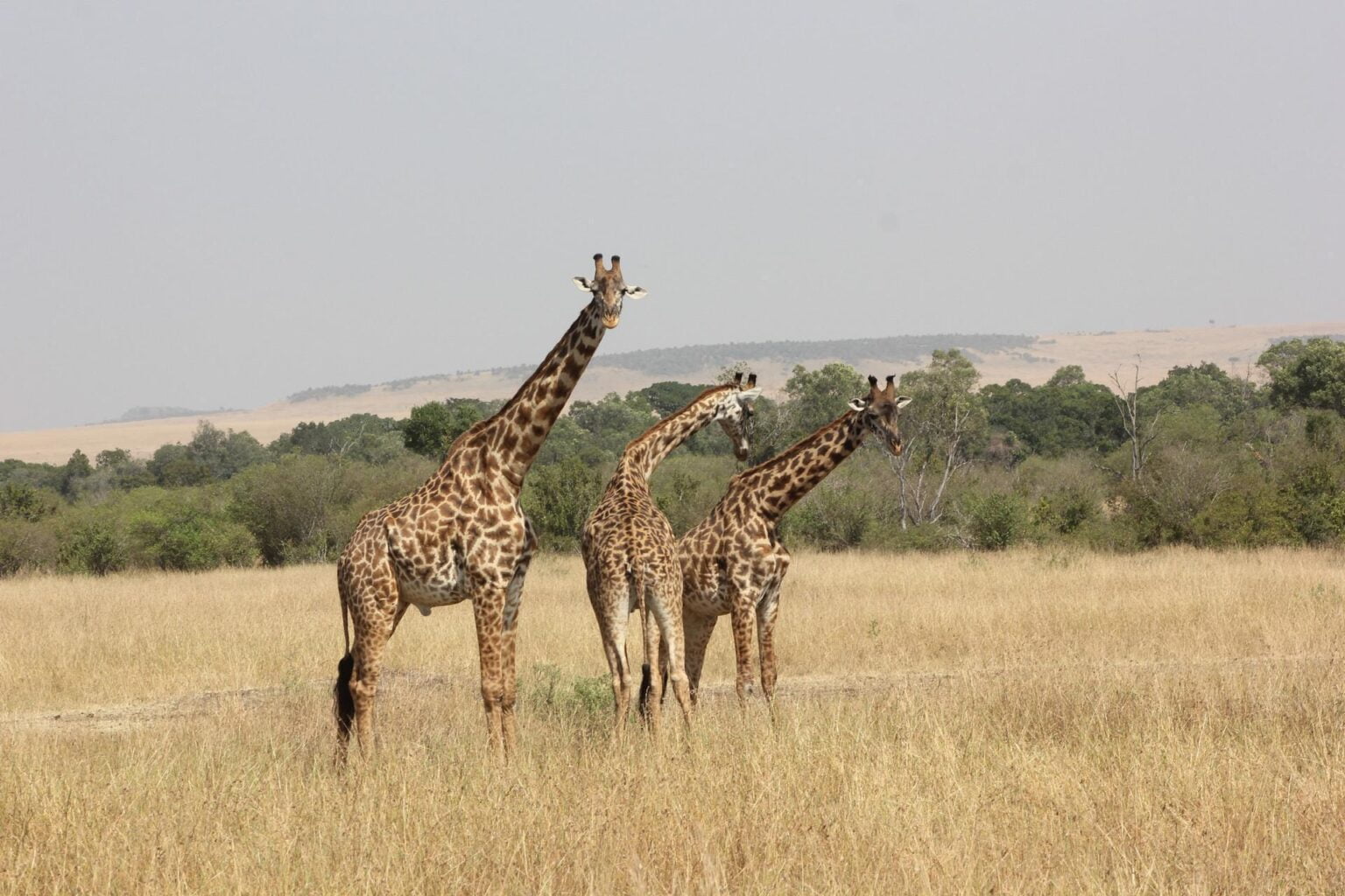 Kenia-14.jpg