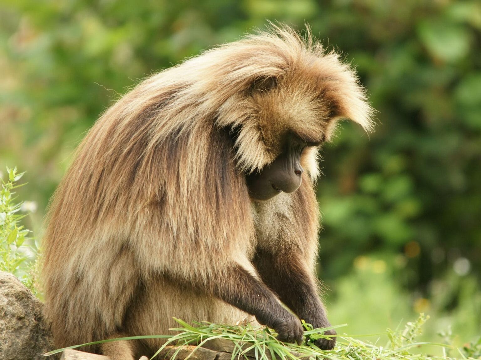 Malpa-gelada.jpg