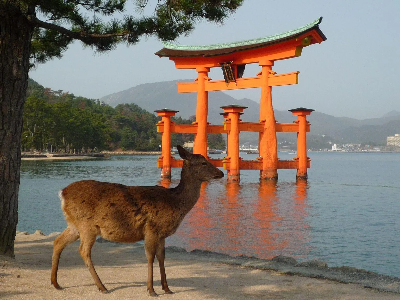 Miyajima-Floating-Tori-Deer.jpg