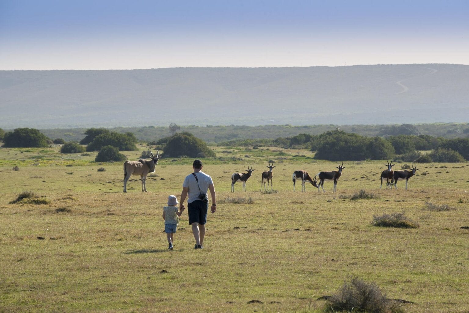 Morukuru-Family-De-Hoop-Nature-Reserve-walking-with-Eland-and-Bontebok.jpg