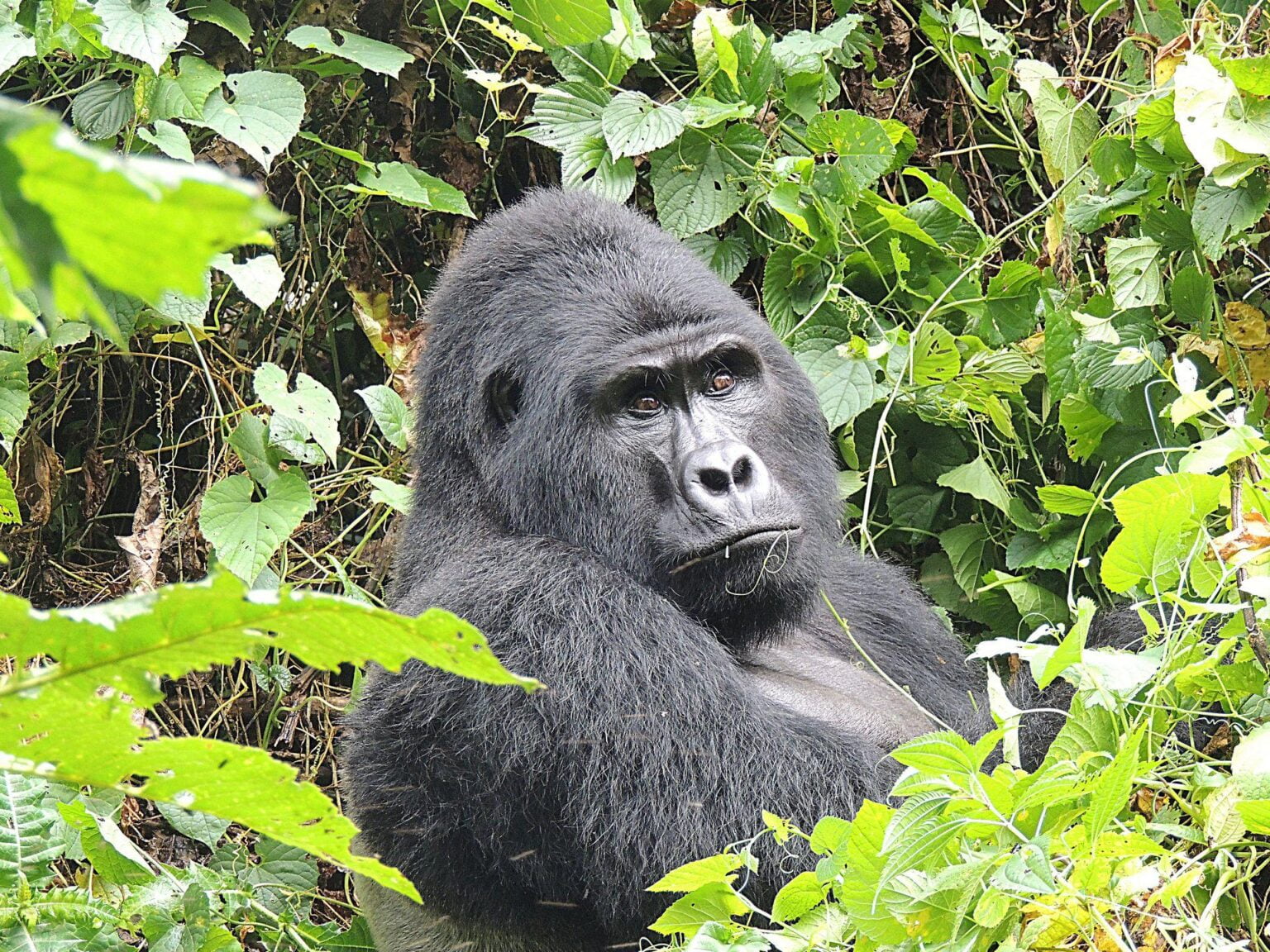 NBGL-Gorillas-2.jpg