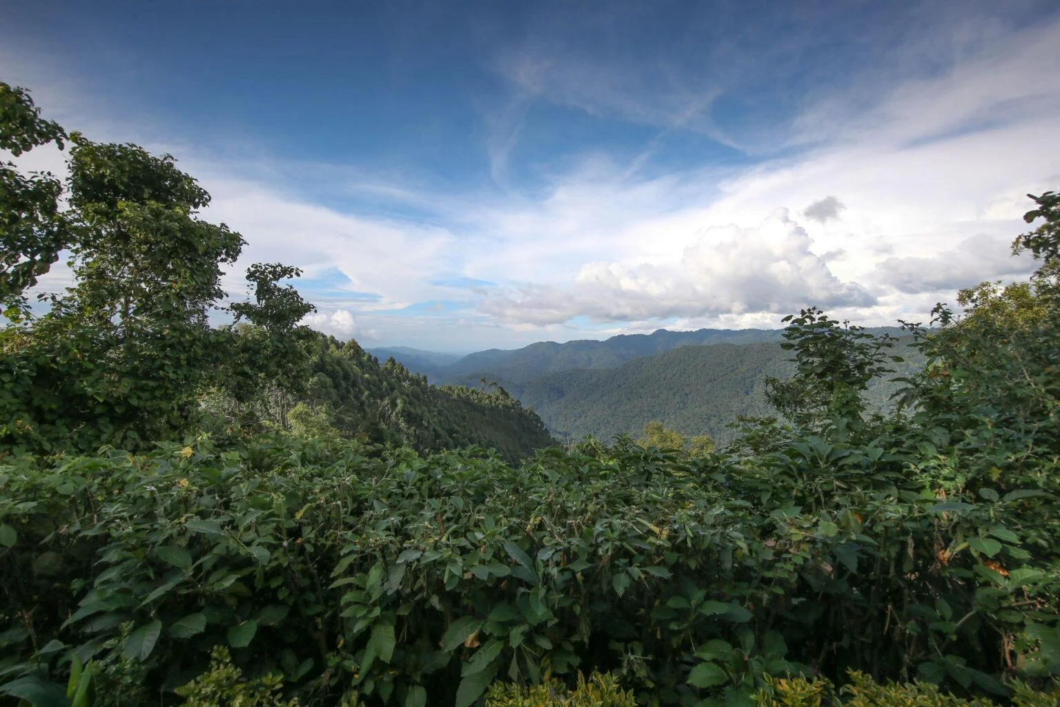 NBGL-VILLA-View-over-Bwindi.jpg