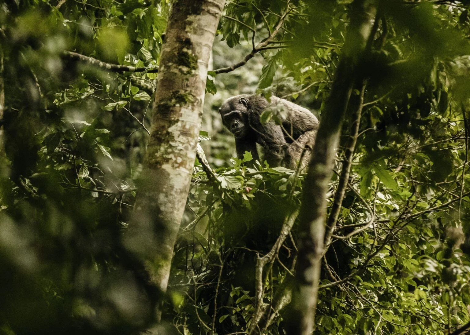 NH_OO_Activities_Chimpanzee_Trek_6587_MASTER.jpg
