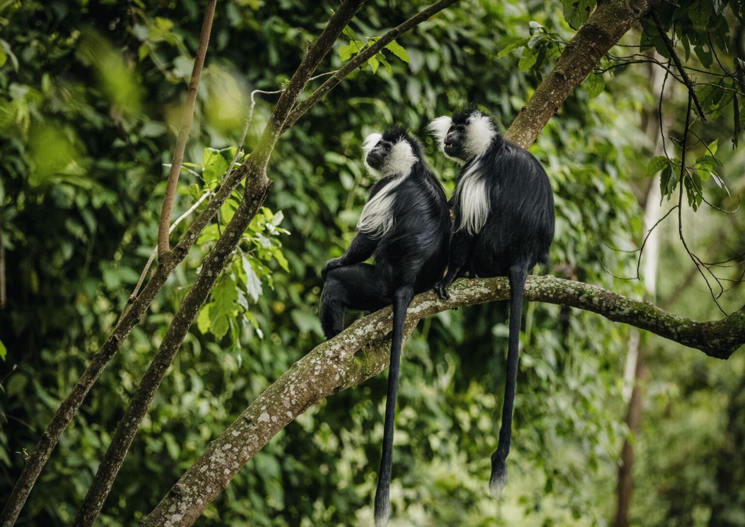 NH_OO_Activities_Colobus_Monkey_Trek_2649_MASTER.jpg