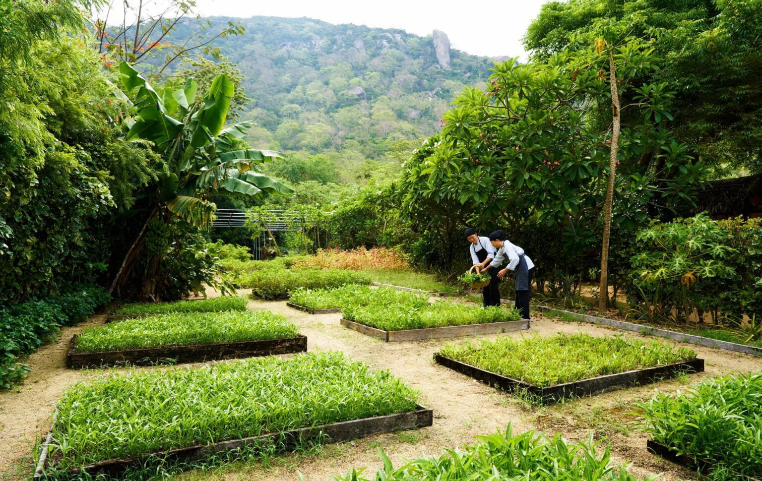 Organic_Garden_6585-ORIGINAL.jpg