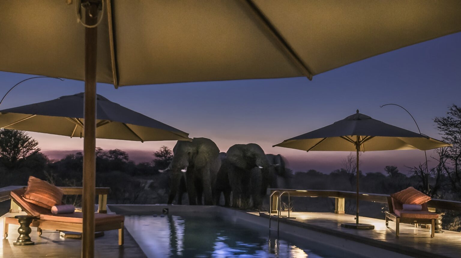 POOL-ELEPHANTS-2.jpg
