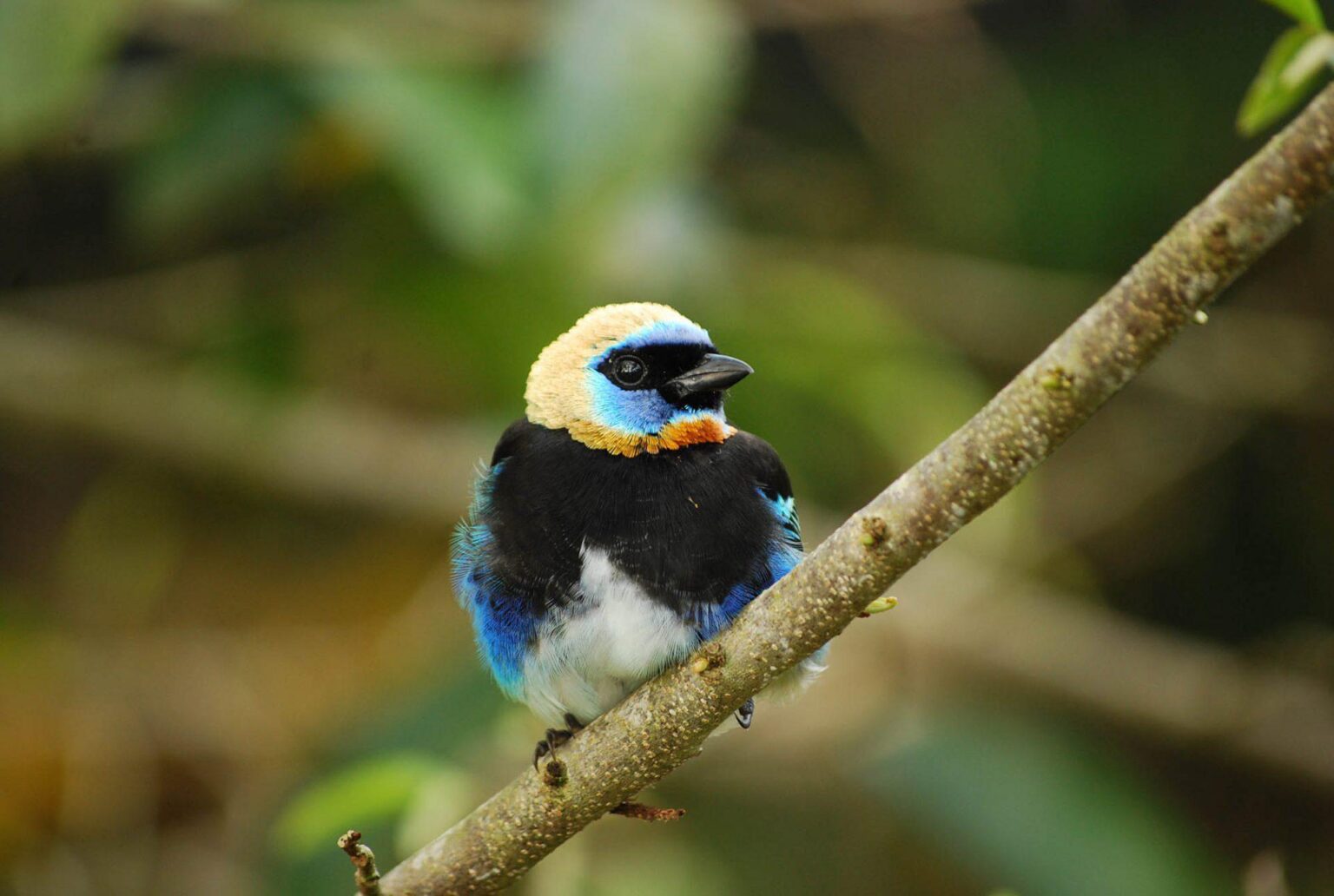 Pacuare-Lodge-Kostaryka-birdwatching.jpg