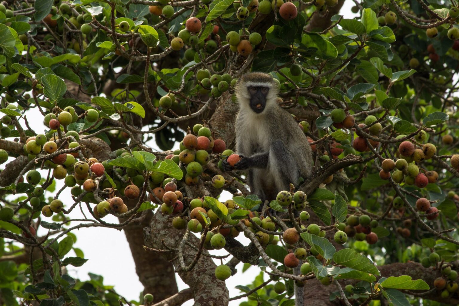 Primates-walk-Semliki-NP.jpg