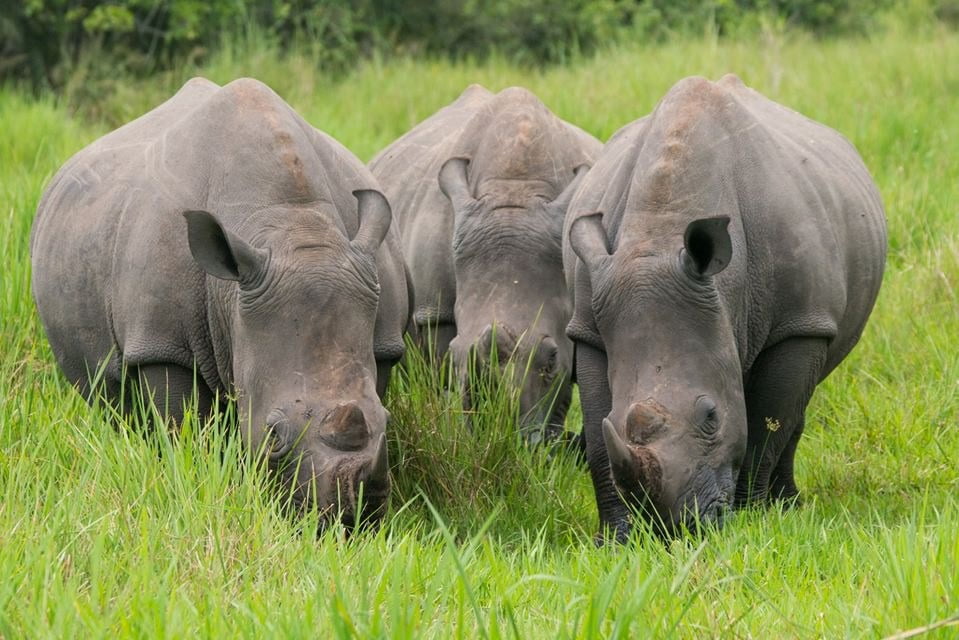 Rhino-tracking-Ziwa-Rhino-Fund.jpg