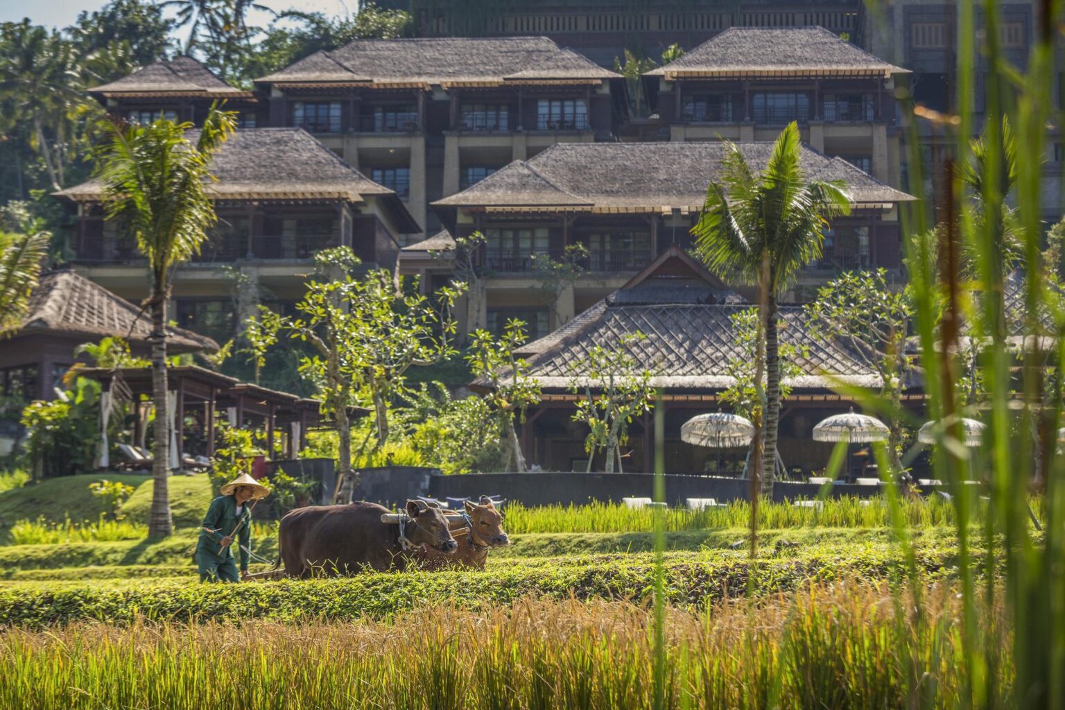 Rice-Paddy-at-Mandapa.jpg