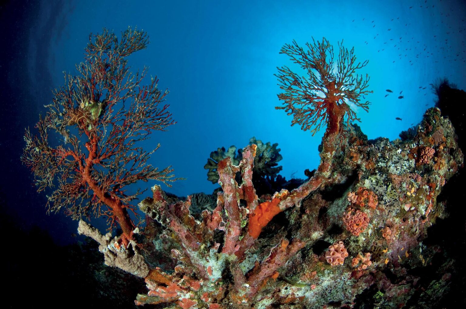 roślinność morska