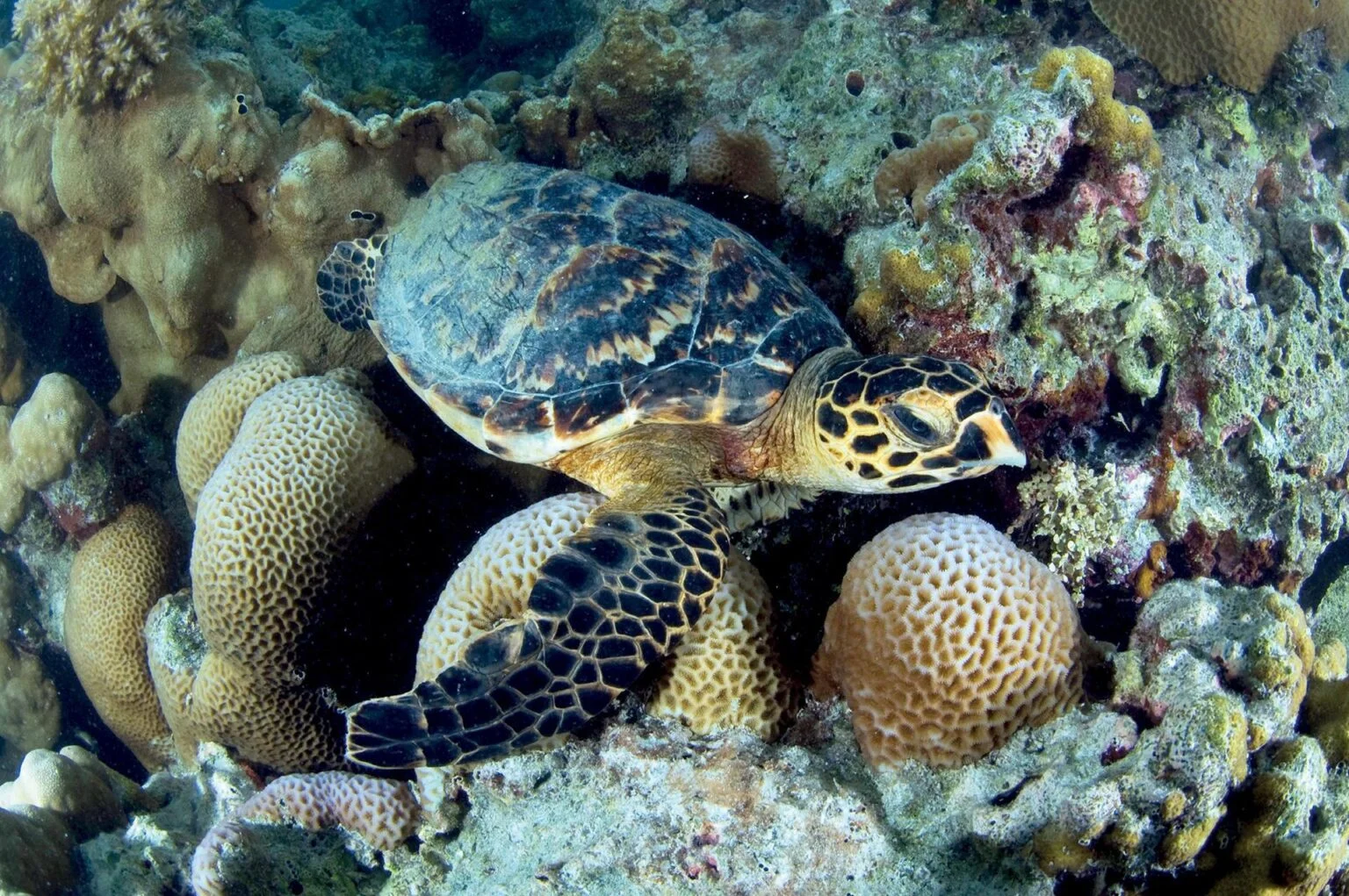 Черепаха у воді