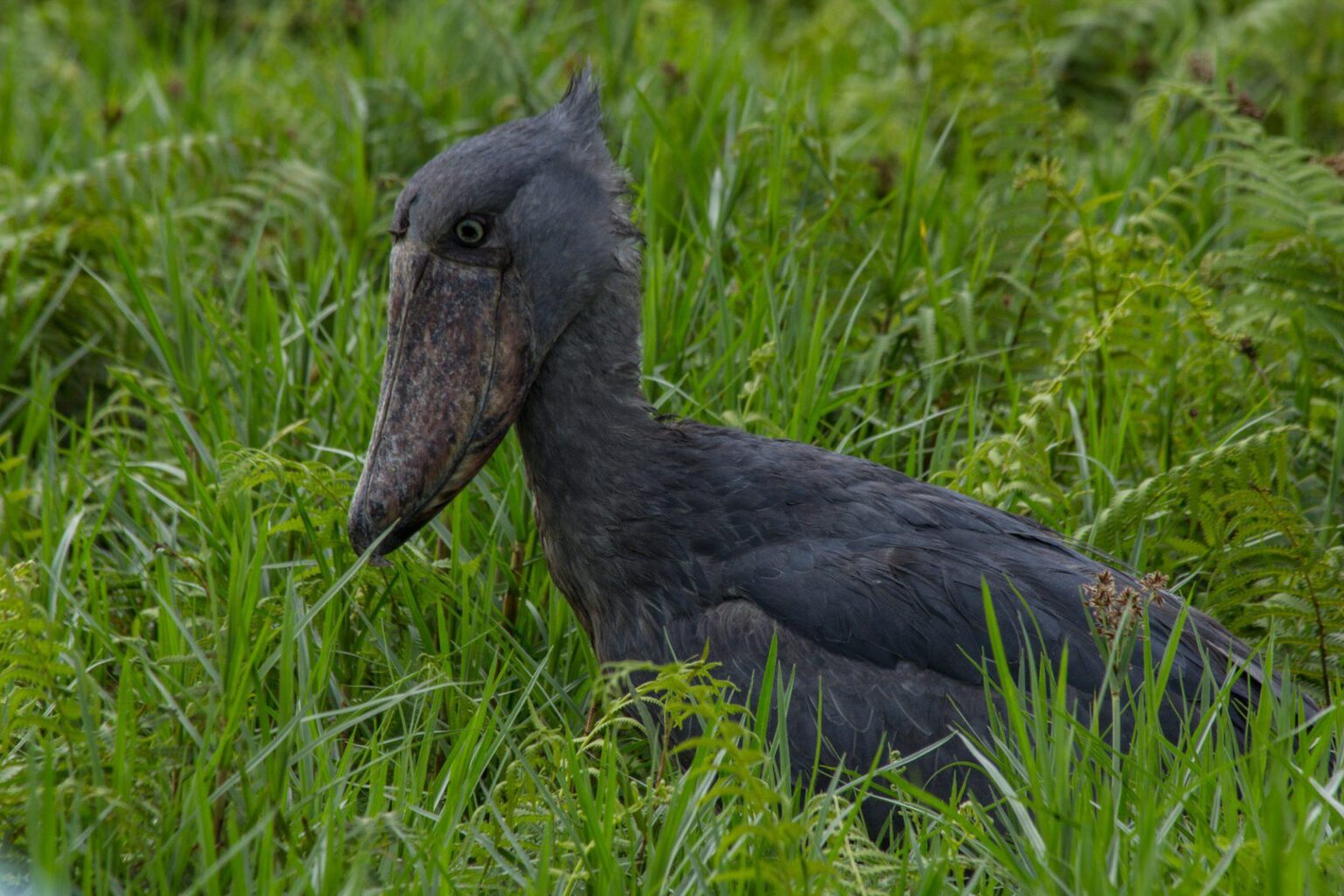 ShoeBill_Swamp.jpg