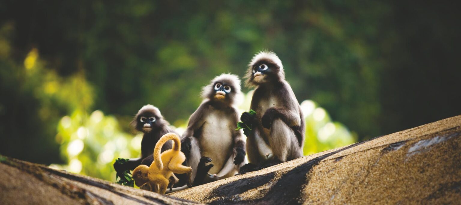 Spectacled-Langur-Family.jpg