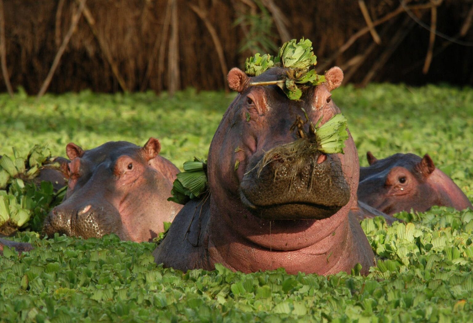 Tanzania-Mikes-710a.jpg
