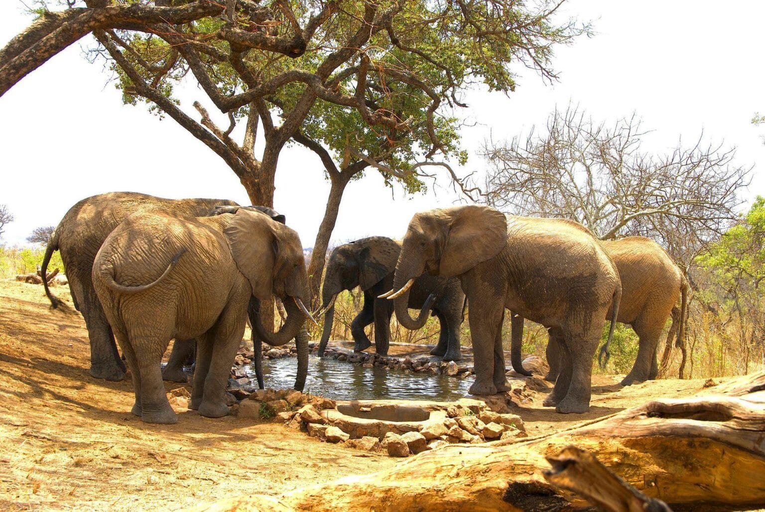 Tarangire-Treetops-elephants-drinking-at-water-hole.jpg